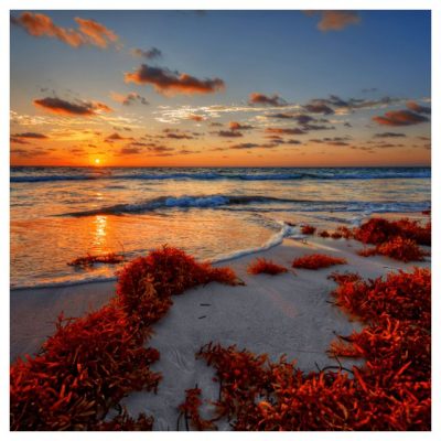 Red Algae- What the Sea Quietly Teaches Us
